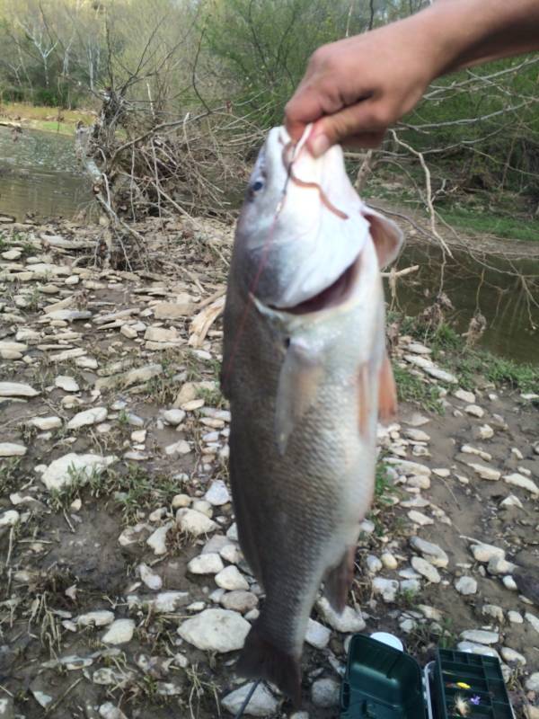 Freshwater drum in Erlanger