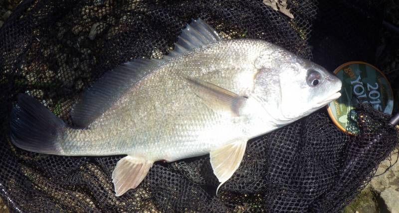 Freshwater drum in Wisconsin