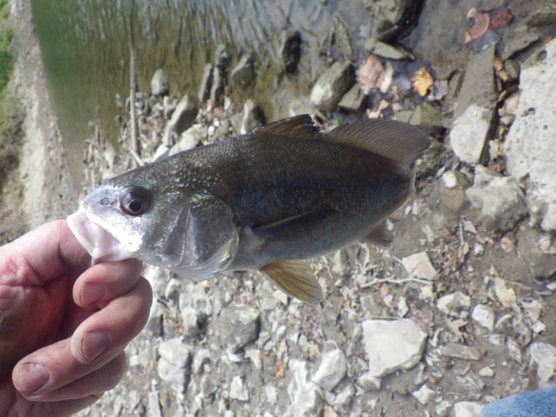 Freshwater drum in Illinois