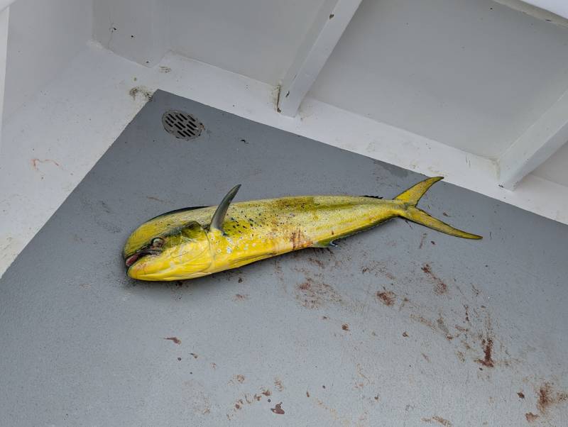 Dolphinfish in Maryland