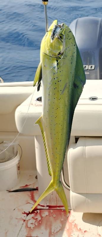 Dolphinfish in Palm Bay