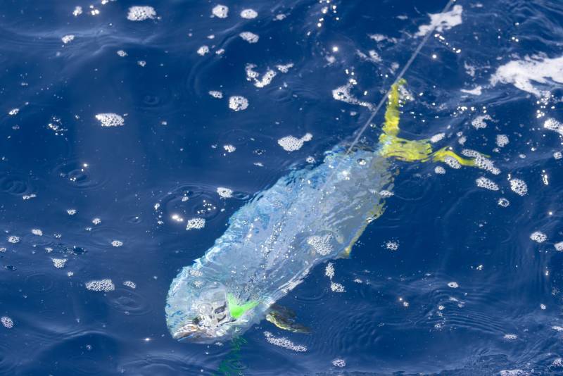 Dolphinfish in North Carolina