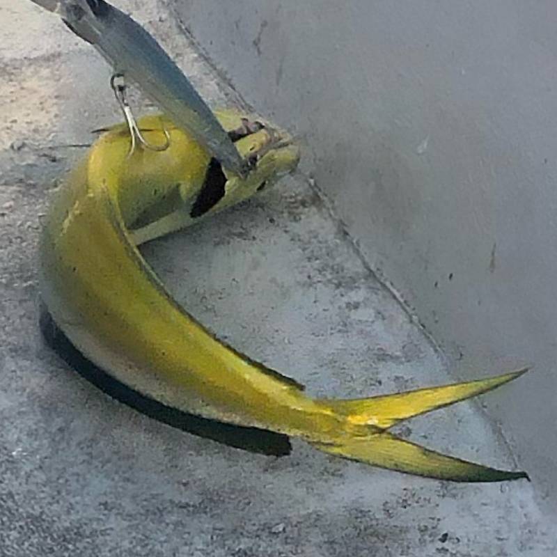 Dolphinfish in Florida
