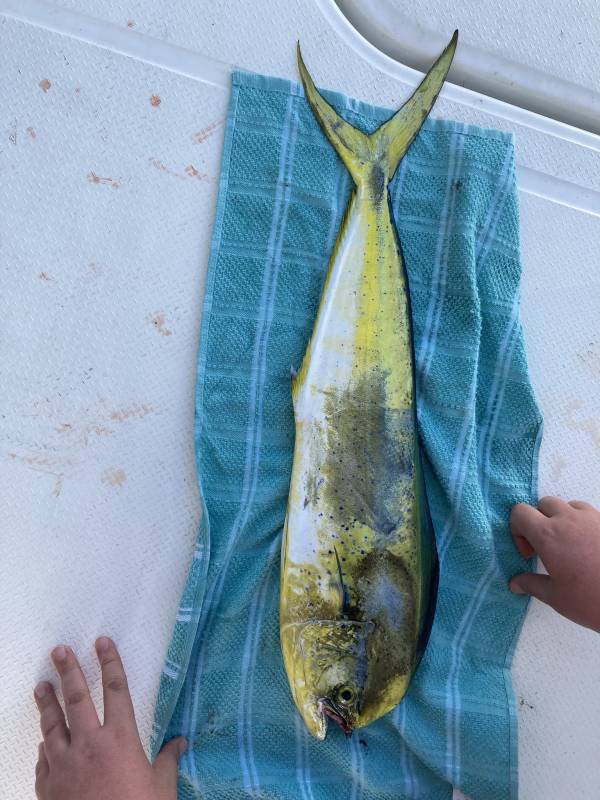 Dolphinfish in Florida