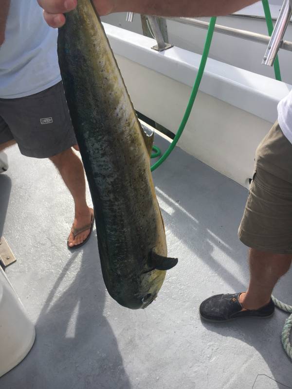 Dolphinfish in North Carolina