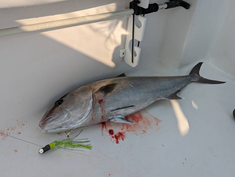 Greater amberjack in North Carolina