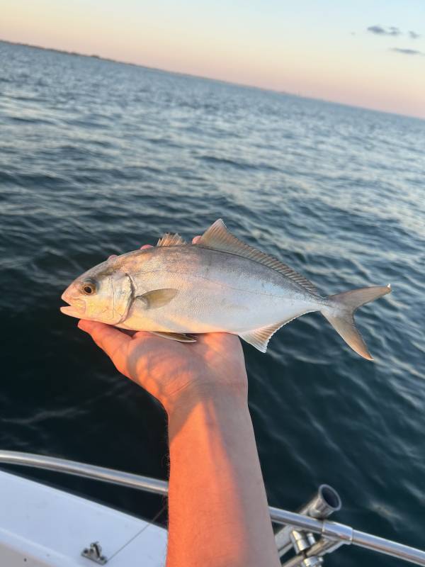 Greater amberjack in Village of Old Brookville
