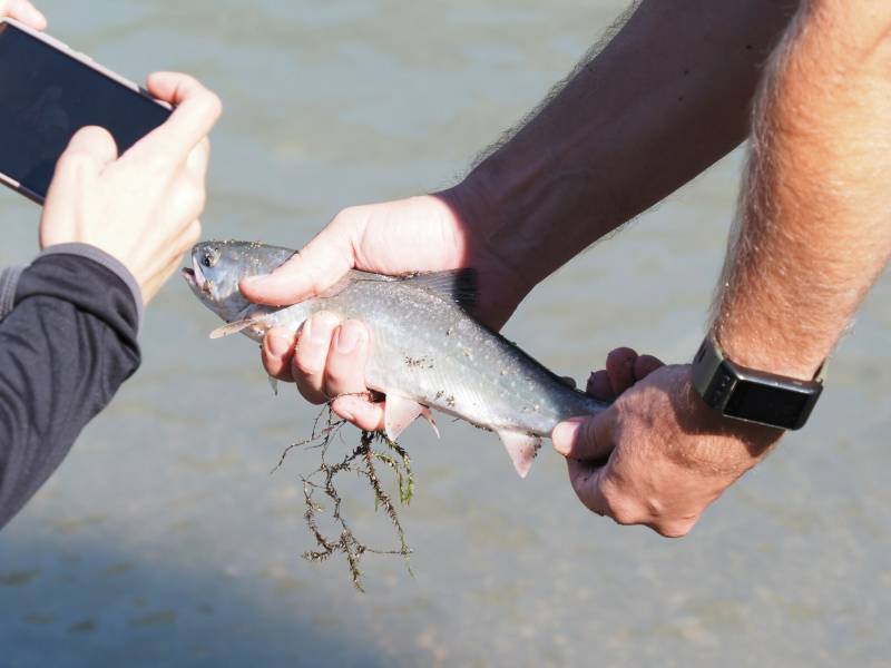 Dolly varden in Alaska
