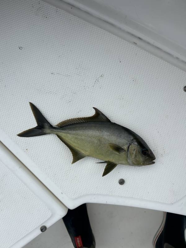 Almaco jack in Palm Beach