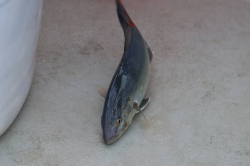 Almaco jack in New York