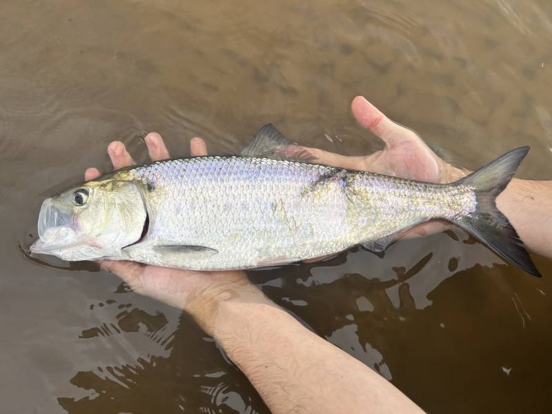 American shad in Bithlo