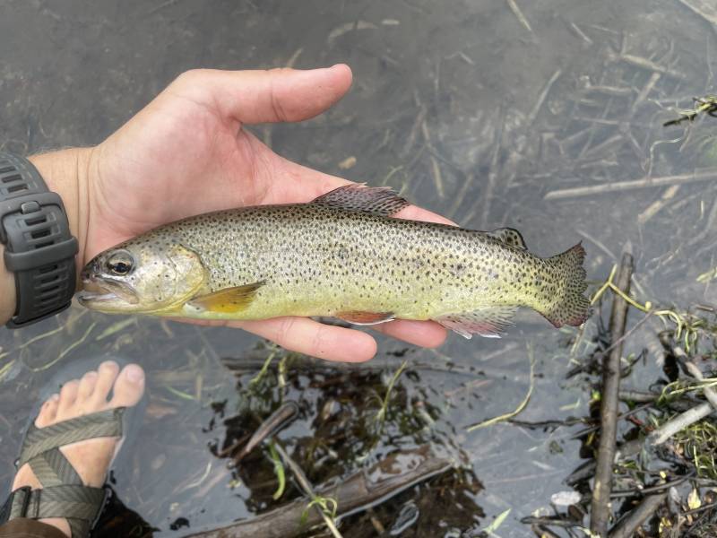 Apache trout in Arizona