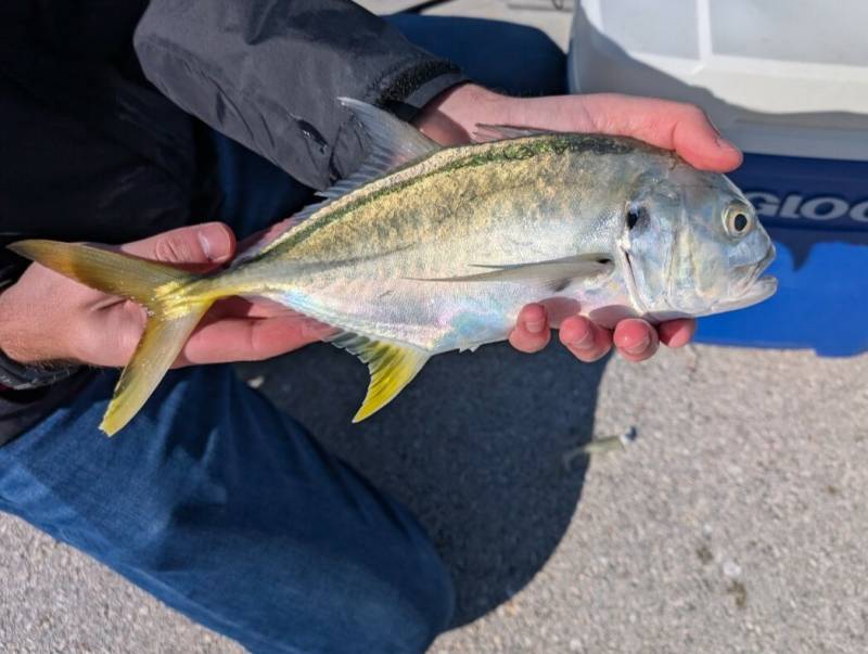 Crevalle jack in Florida