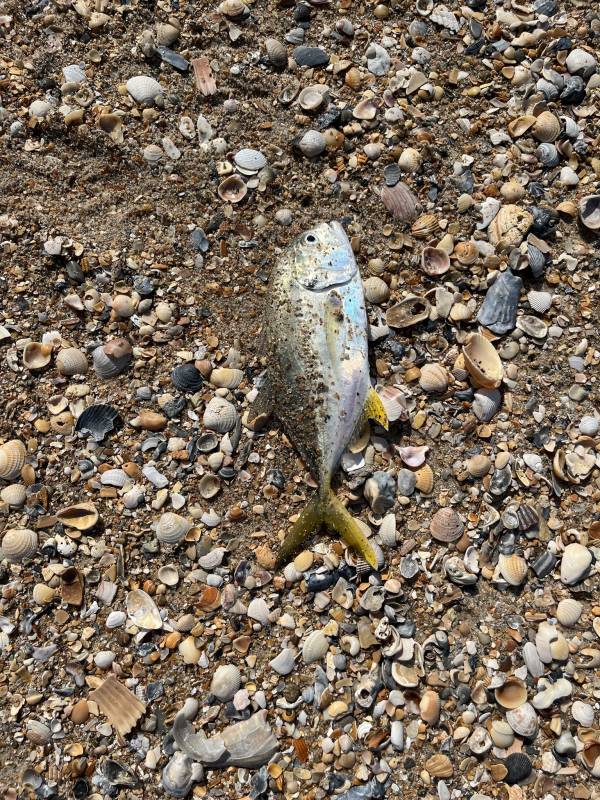 Crevalle jack in River Bend