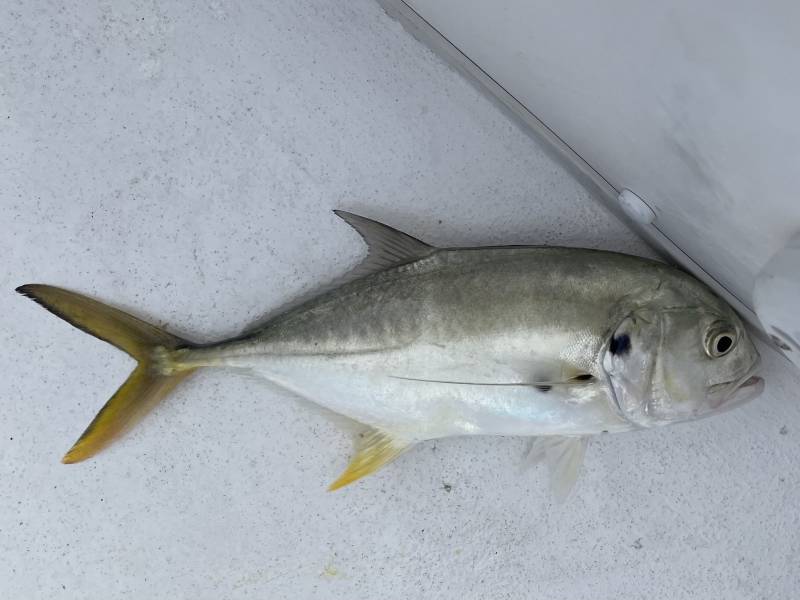 Crevalle jack in Florida