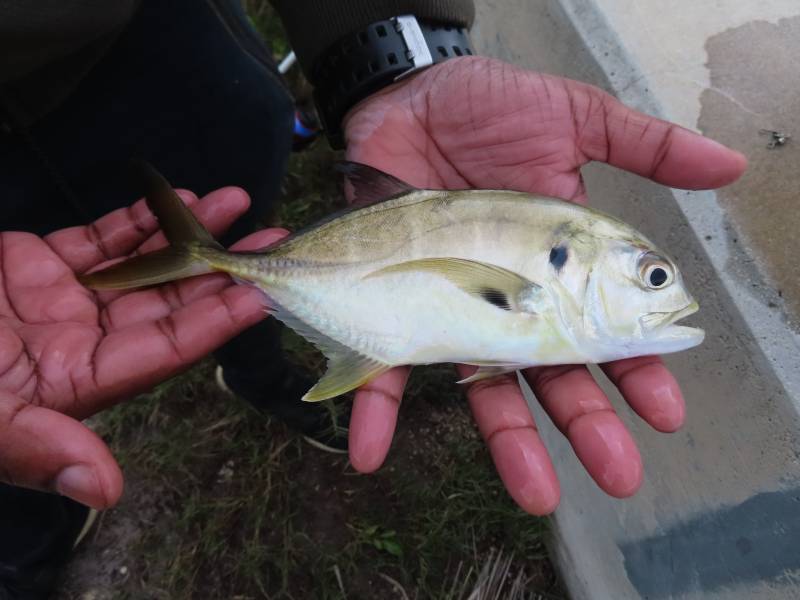 Crevalle jack in Hypoluxo