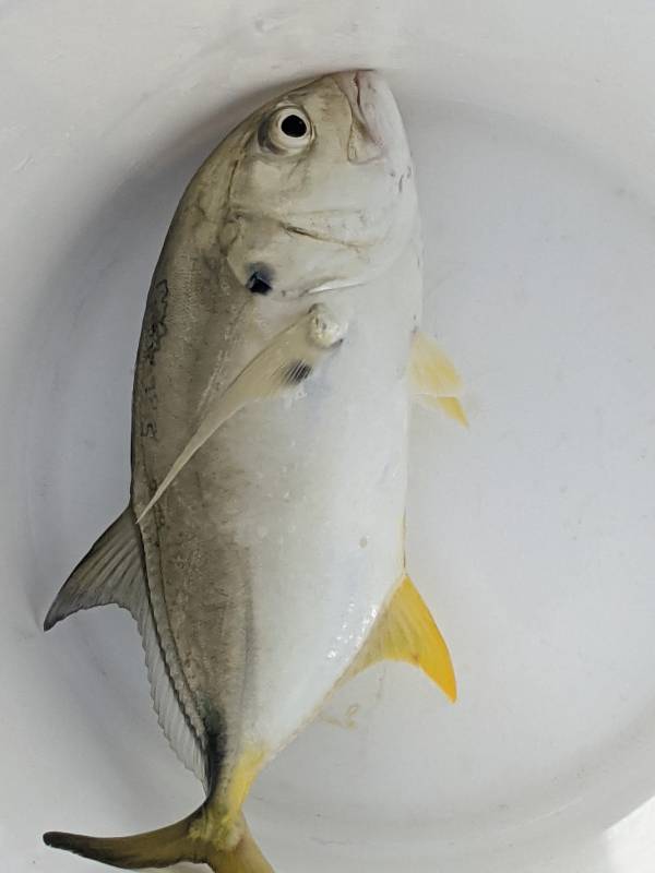 Crevalle jack in Palm Bay