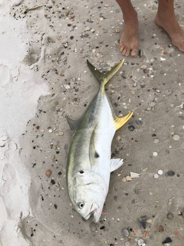Crevalle jack in Orange Beach