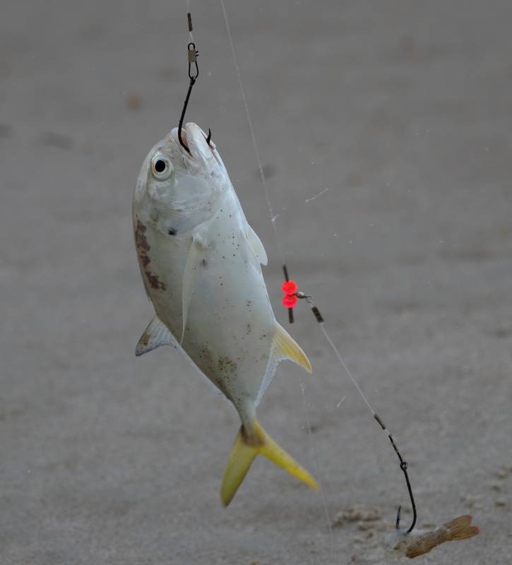 Crevalle jack in Bithlo