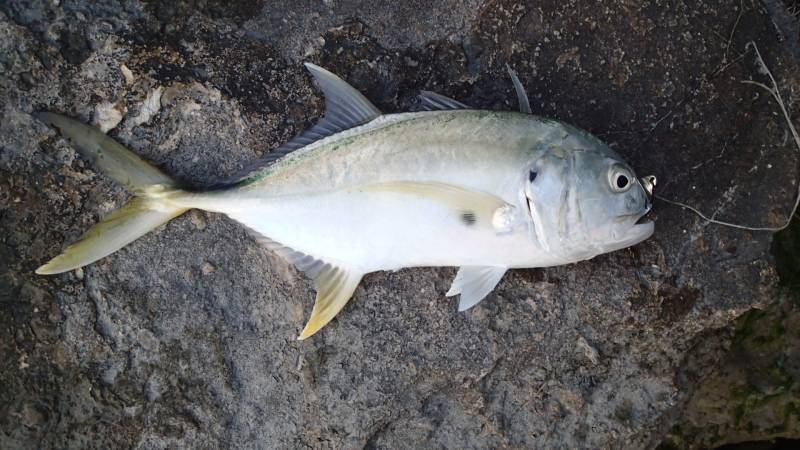 Crevalle jack in Florida
