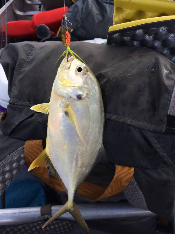 Crevalle jack in Florida
