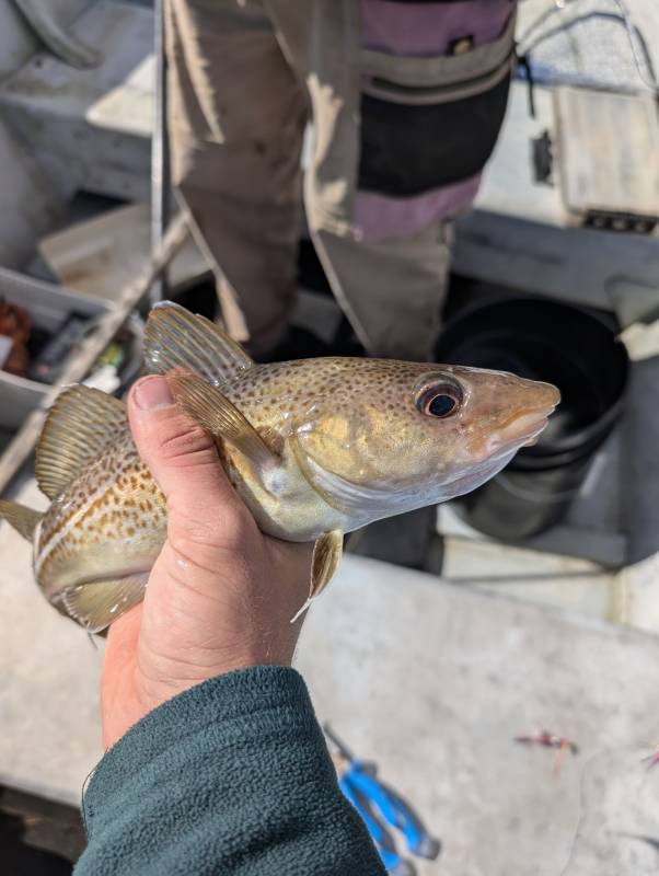 Atlantic cod in United States