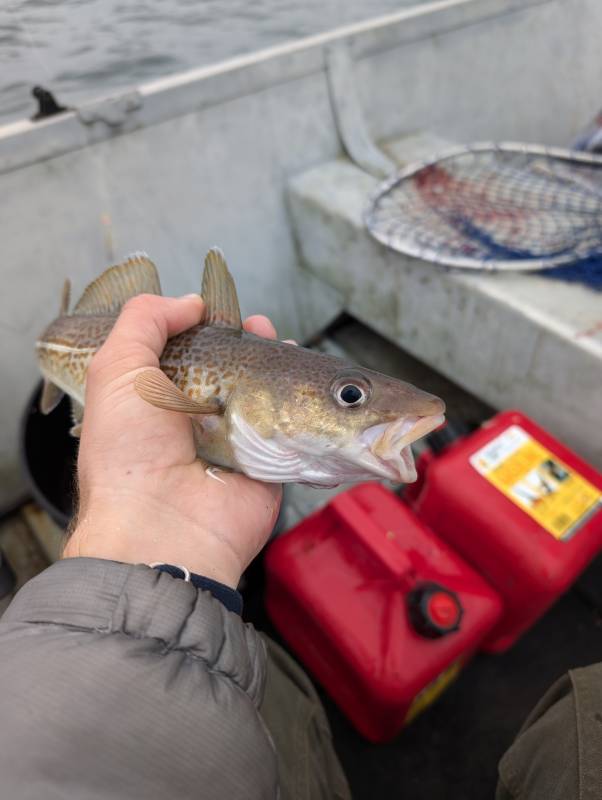 Atlantic cod in United States