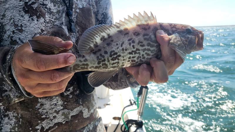 Gag grouper in Sanibel