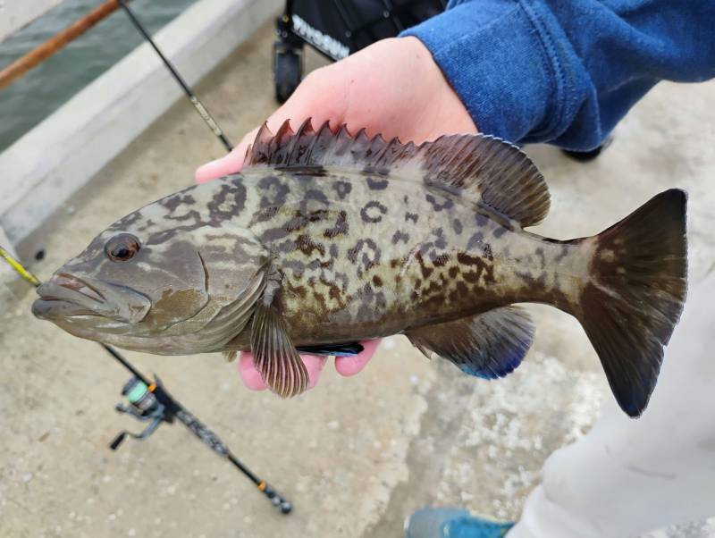 Gag grouper in Redington Shores