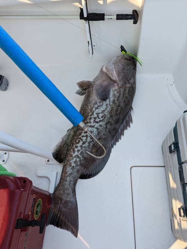 Gag grouper in United States