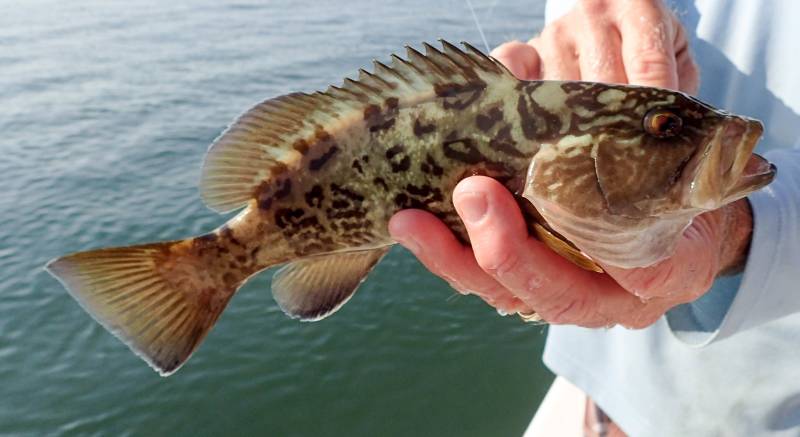 Gag grouper in Redington Shores