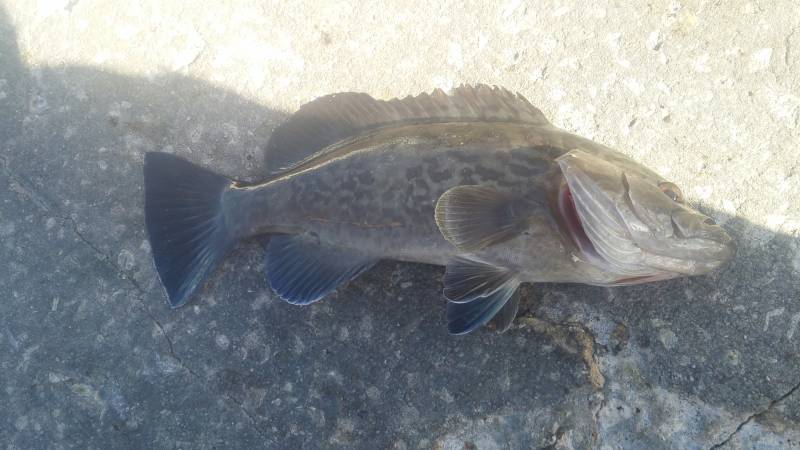 Gag grouper in Redington Shores