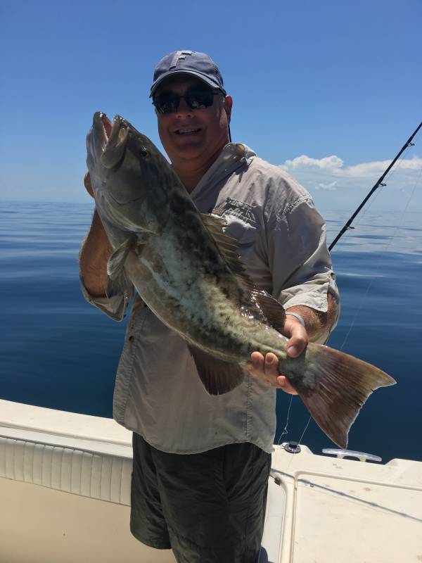 Gag grouper in Belleair