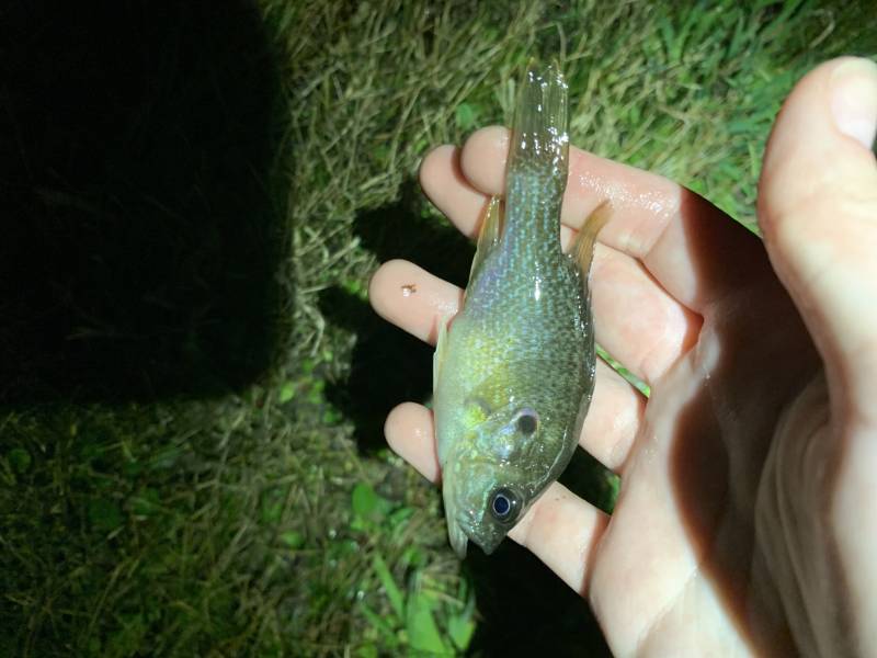 Green sunfish in United States