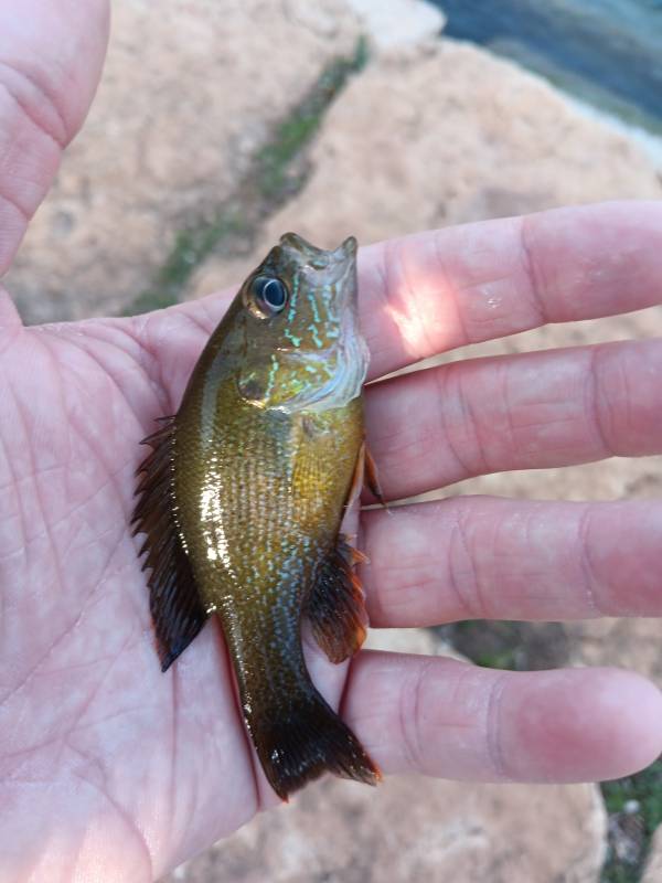 Green sunfish in Kyle