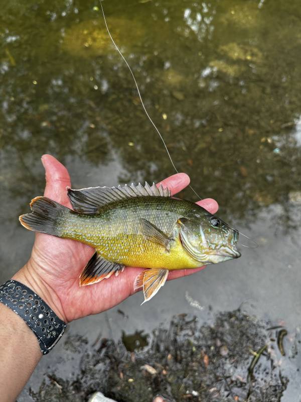 Green sunfish in Lakeway