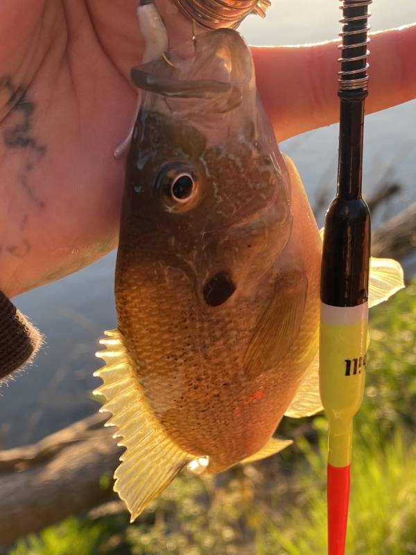 Green sunfish in Louisville