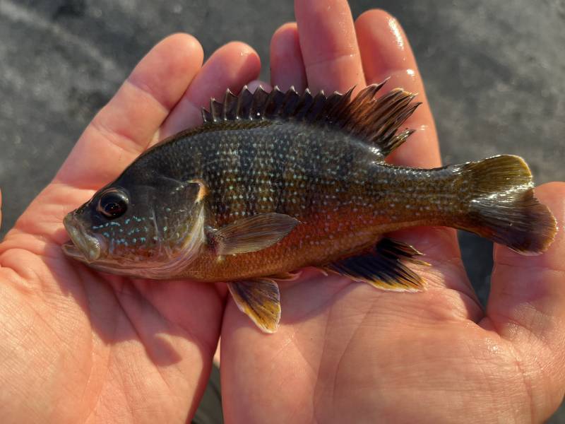 Green sunfish in Fuquay-Varina