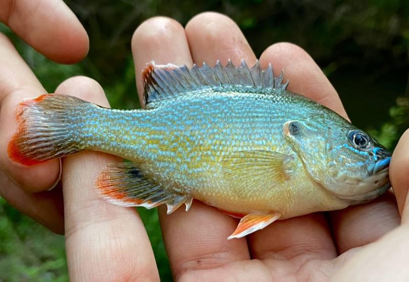 Green sunfish in Decatur