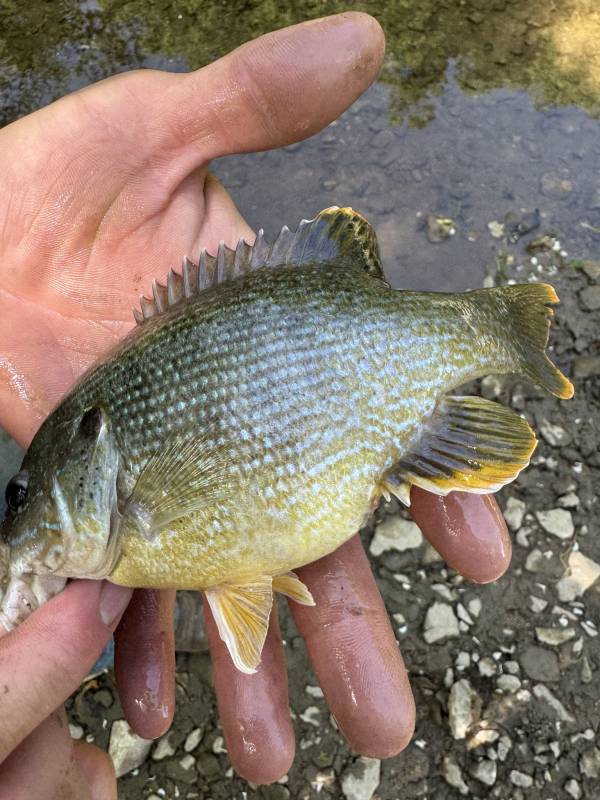 Green sunfish in Boone County