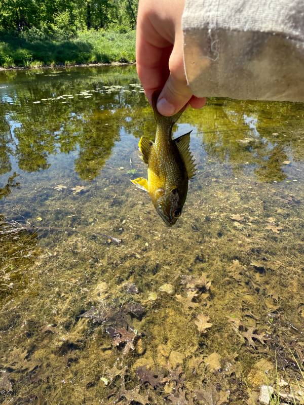 Green sunfish in Iowa