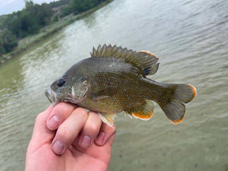 Green sunfish in Camp Wood