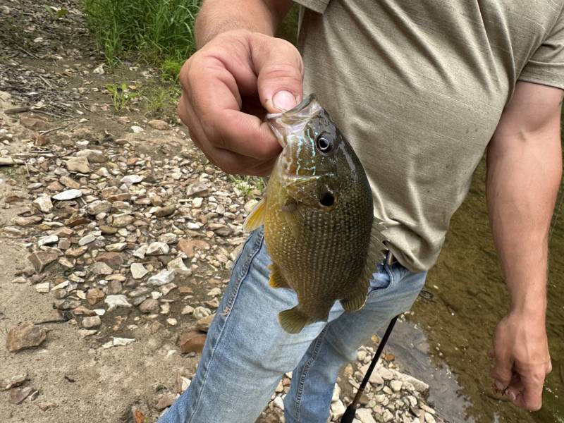 Green sunfish in Boone County