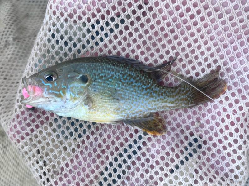 Green sunfish in Utah County