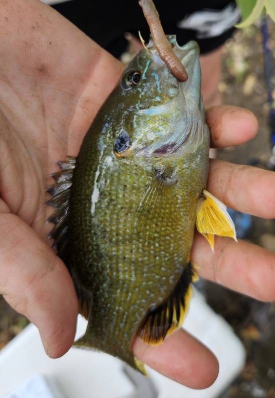 Green sunfish in Kansas