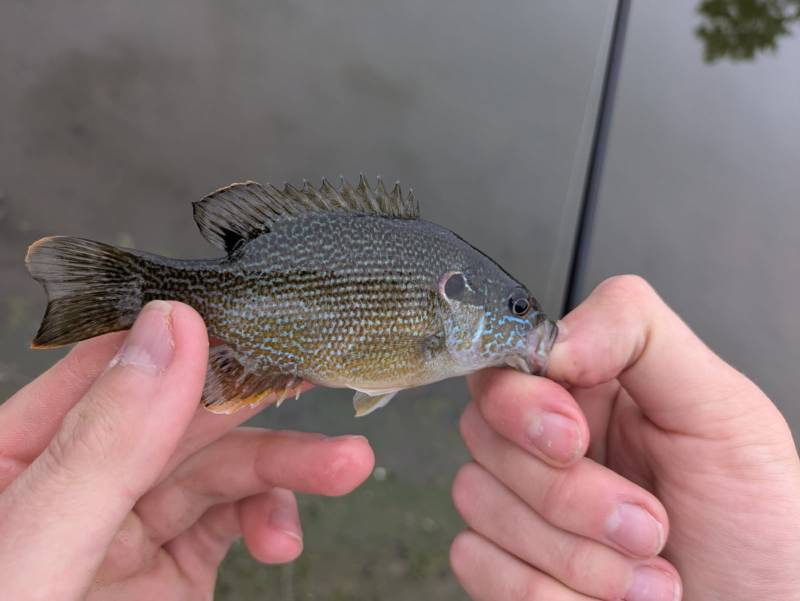 Green sunfish in Iowa