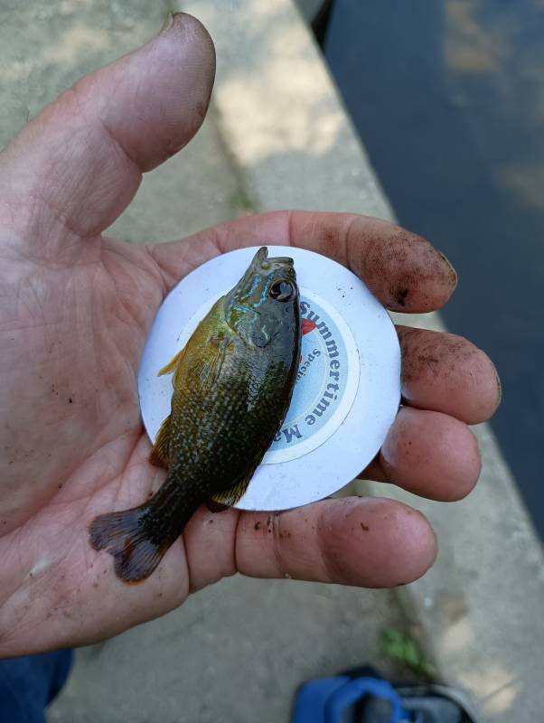 Green sunfish in Arlington Heights