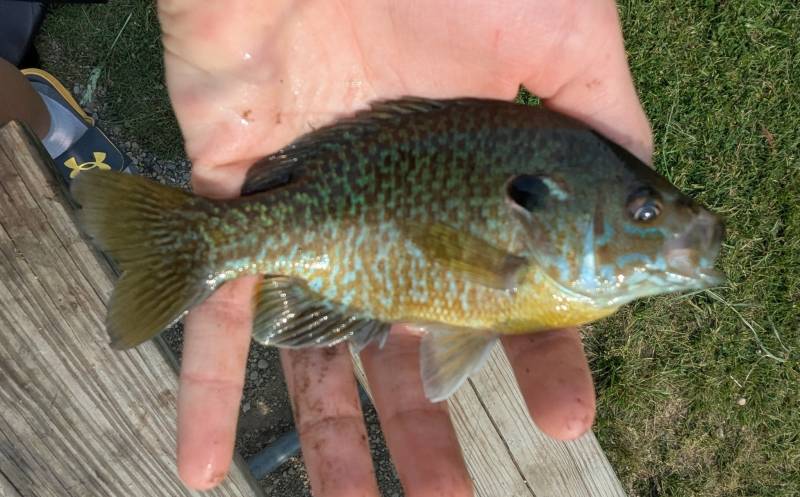 Green sunfish in Michigan