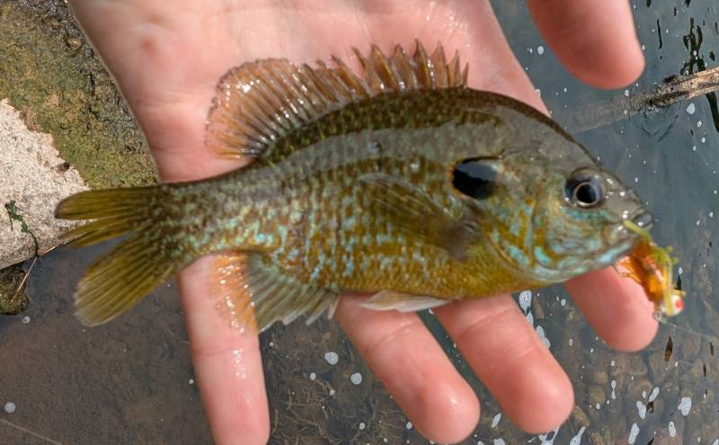 Green sunfish in Michigan