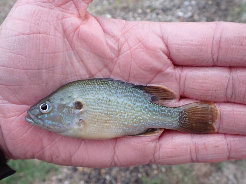 Green sunfish in Palacios